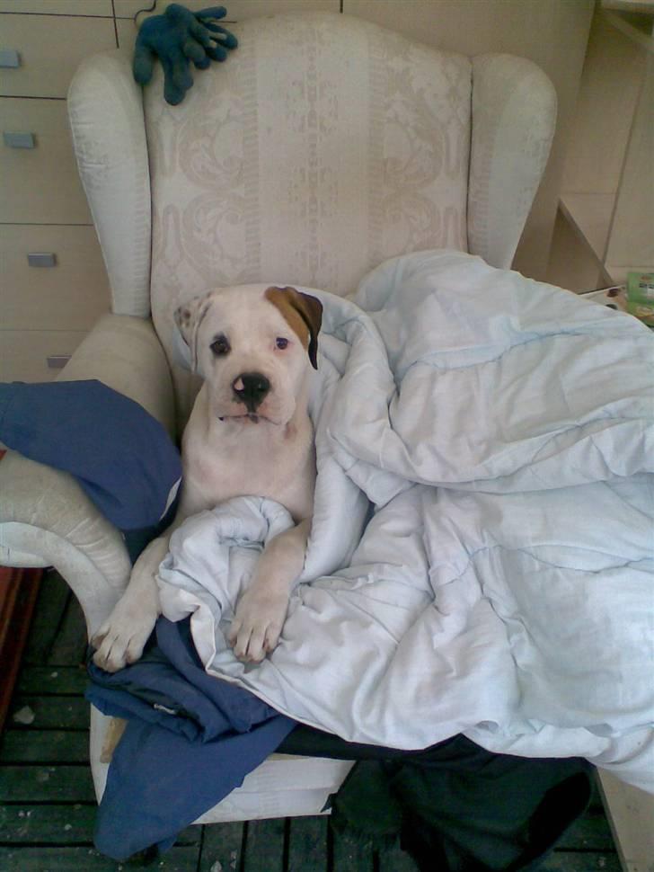 Amerikansk bulldog Joey - Tage lige slapper mens mor og far bygger hus. billede 4