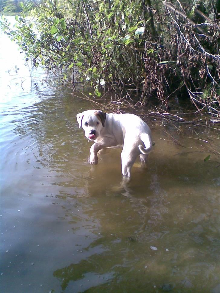 Amerikansk bulldog Joey - AD! det er jo vådt og koldt! billede 5