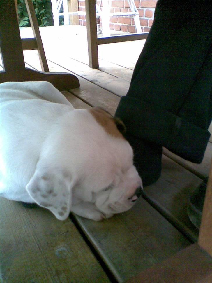 Amerikansk bulldog Joey - Det er hårdt at blive taget væk fra sin (hunde) mor.. billede 6