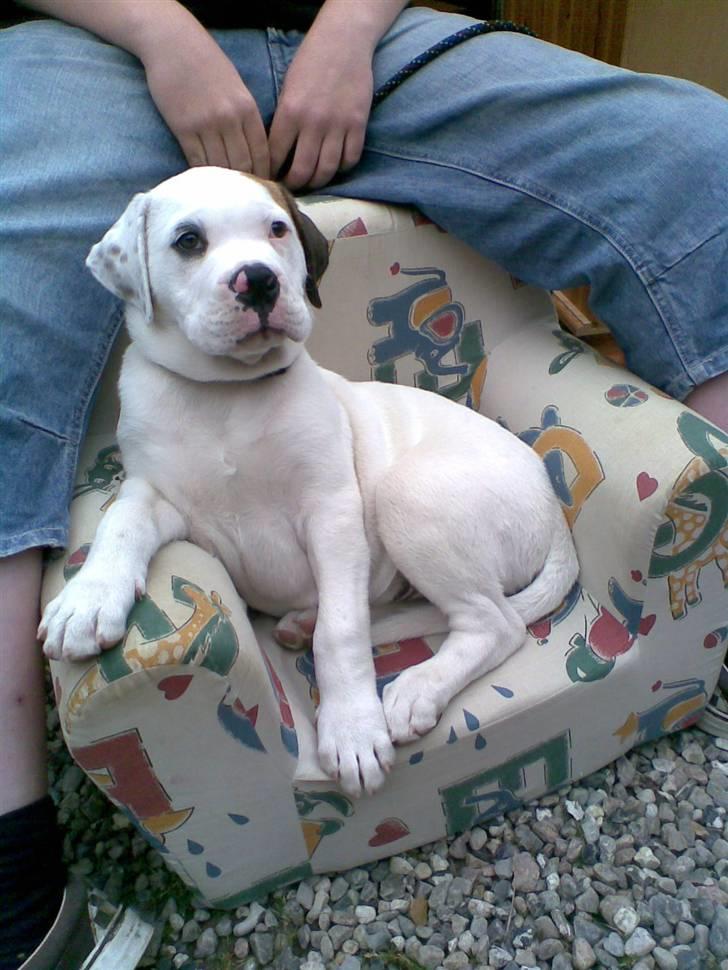 Amerikansk bulldog Joey - Se mig lige, fætter nicklas har købt en stol til mig. billede 7