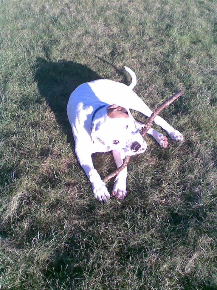 Amerikansk bulldog Joey - dejligt at hygge på græsset. billede 8