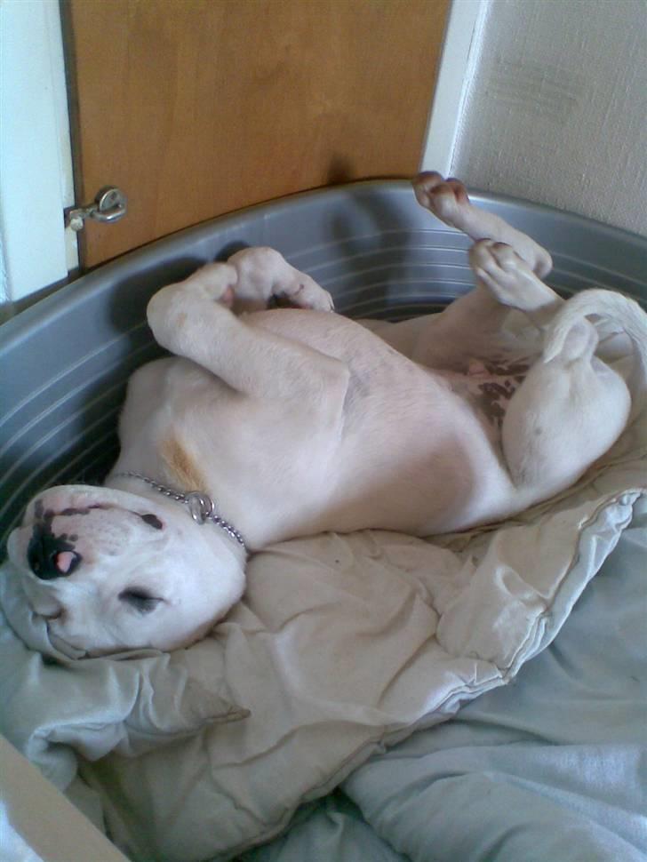 Amerikansk bulldog Joey - Jeg har de mest besynderlige måder at sove på. billede 9