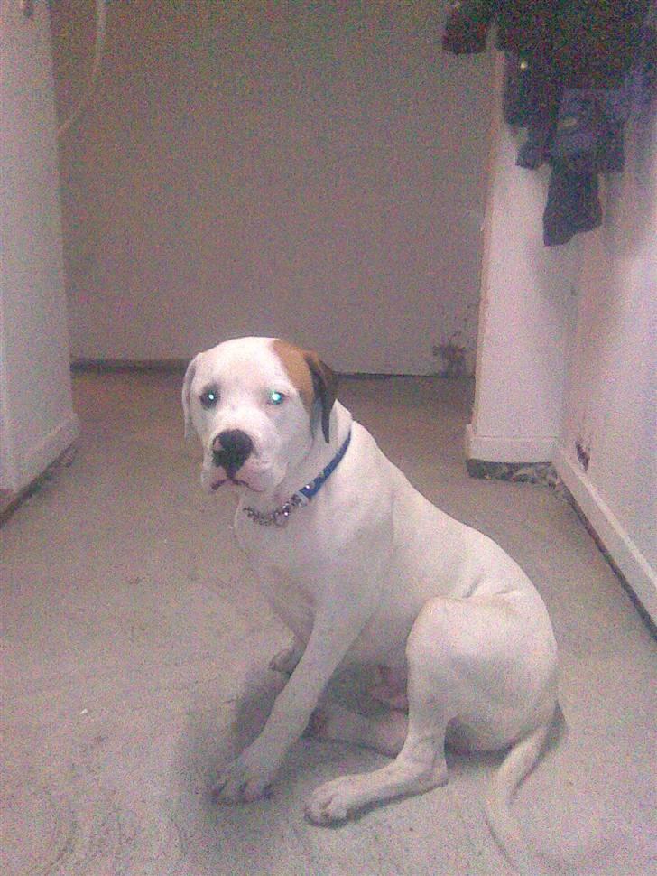 Amerikansk bulldog Joey - Flot hund! billede 10