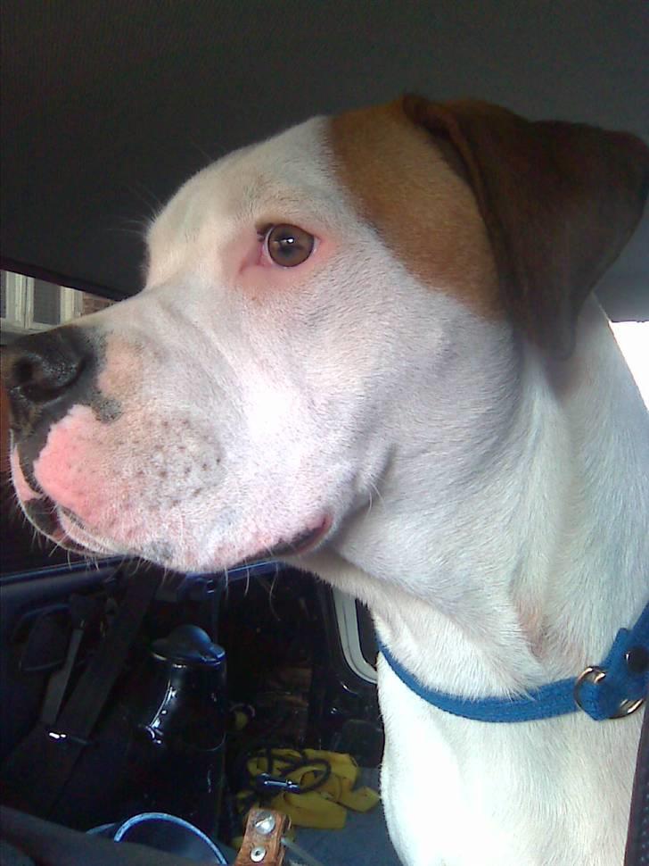 Amerikansk bulldog Joey - ude at køre bil. billede 11