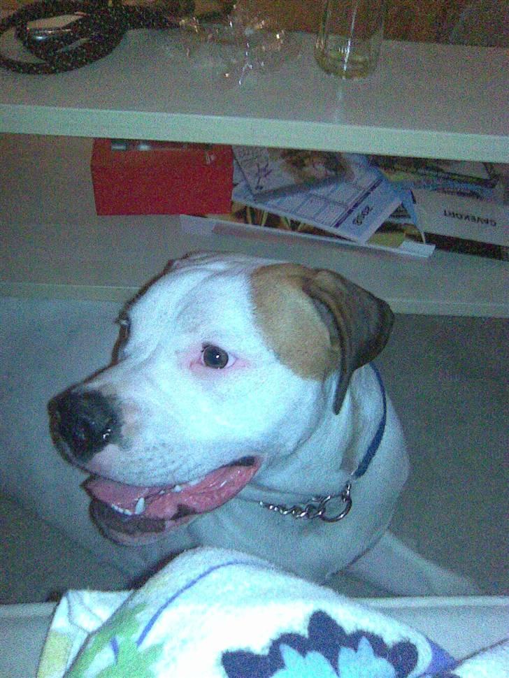 Amerikansk bulldog Joey billede 12