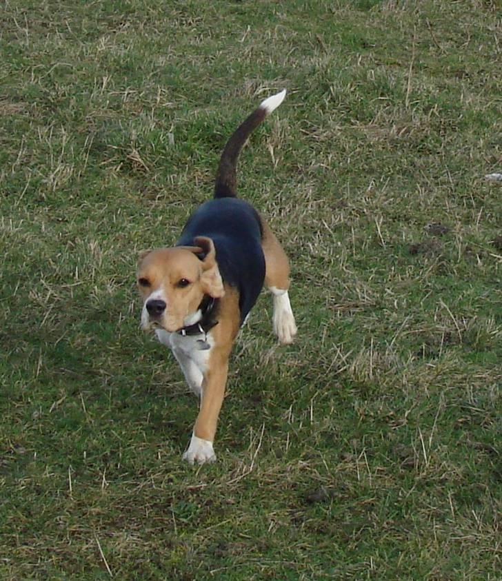 Beagle luna billede 7