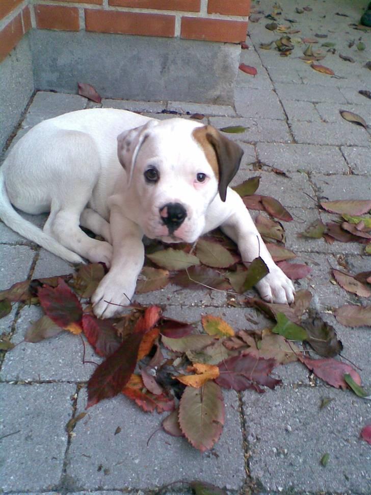 Amerikansk bulldog Joey - Tænk at han har været så lille og nuttet. billede 13
