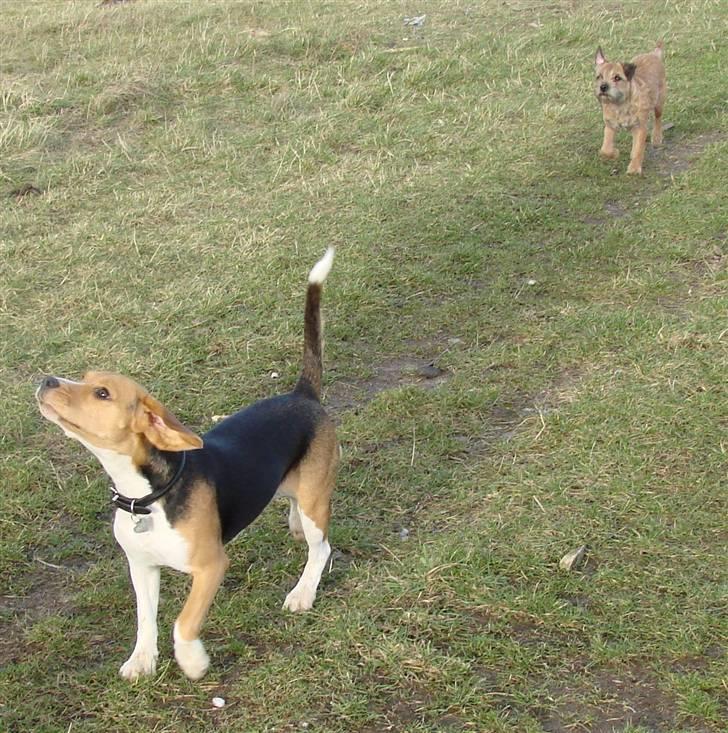 Beagle luna billede 8