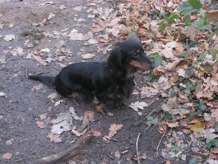 Dværggravhund Mille - Mille i skoven billede 7