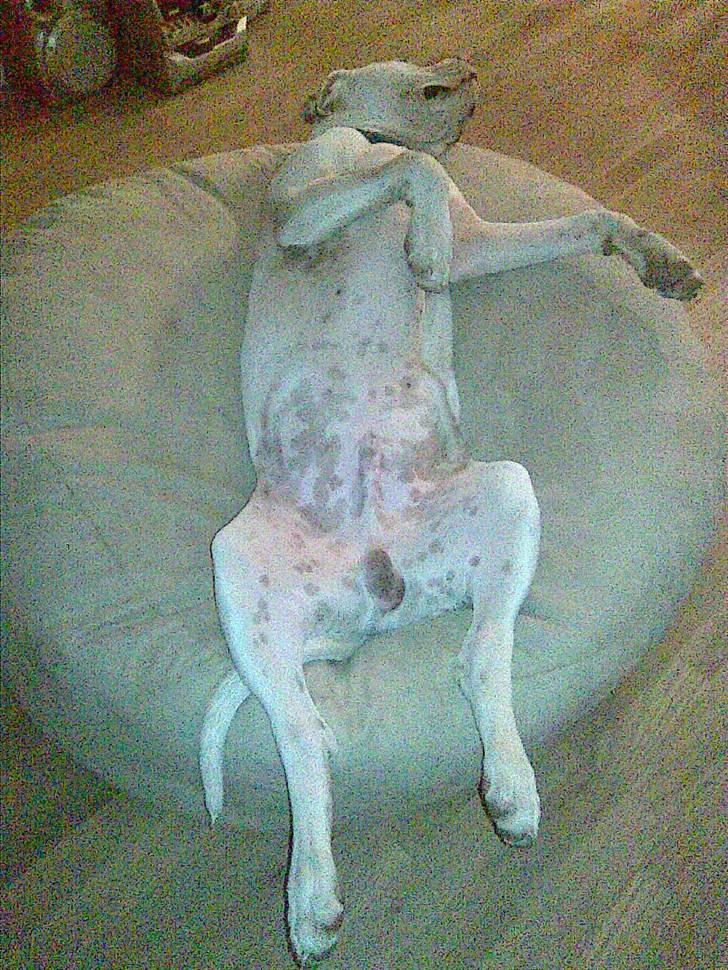 Amerikansk bulldog Joey - Endnu en spændende måde at sove  på. billede 14