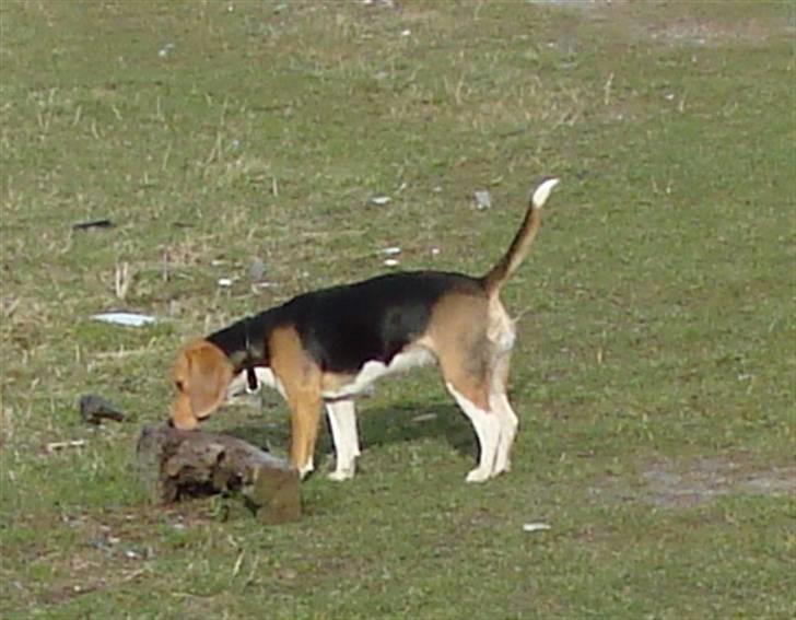 Beagle luna billede 9