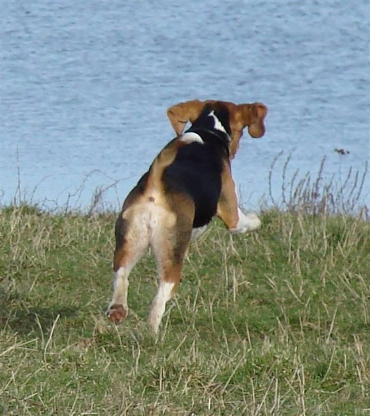 Beagle luna billede 10