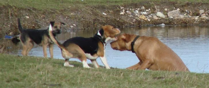 Beagle luna billede 11