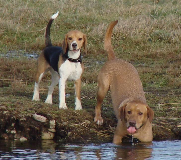 Beagle luna billede 12