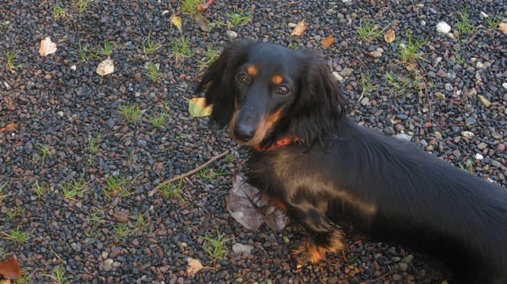 Dværggravhund Mille - Mille i skoven billede 8