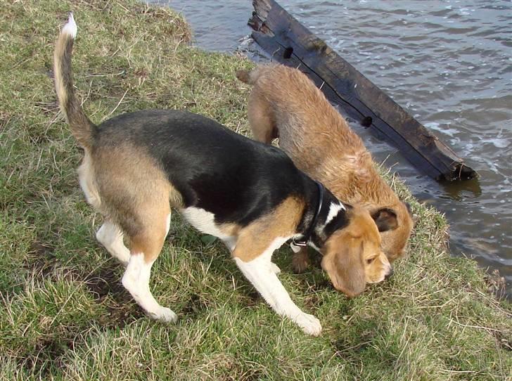 Beagle luna billede 13