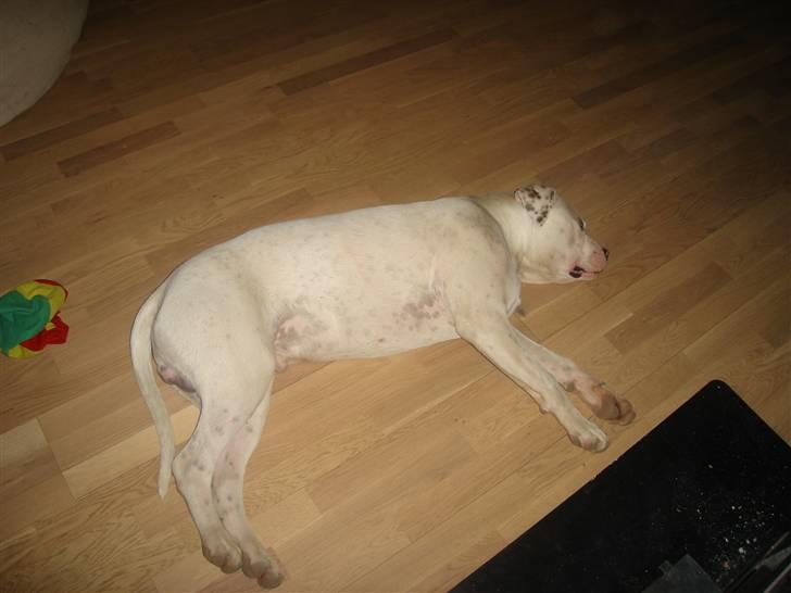 Amerikansk bulldog Joey - Elsker at ligge foran brændeovnen. billede 15