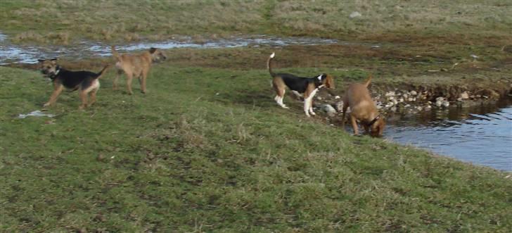 Beagle luna billede 14