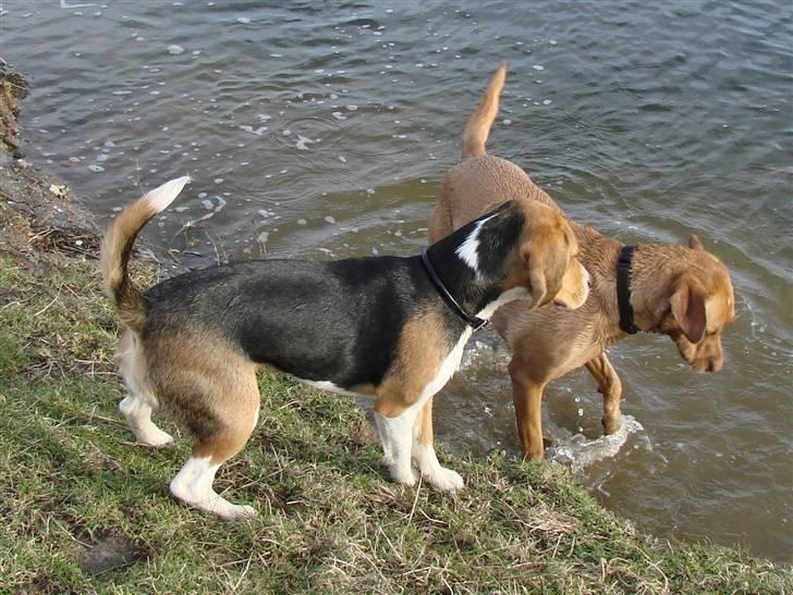 Beagle luna billede 15