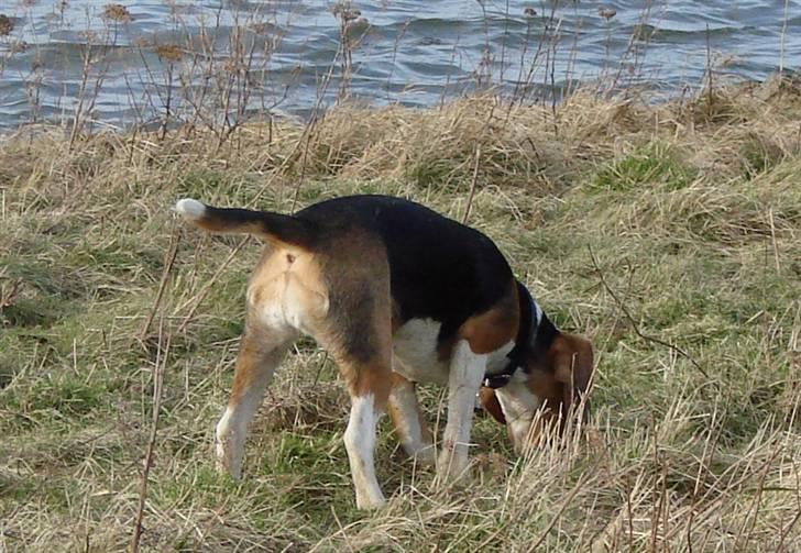 Beagle luna billede 16