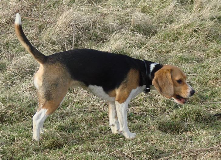 Beagle luna billede 17
