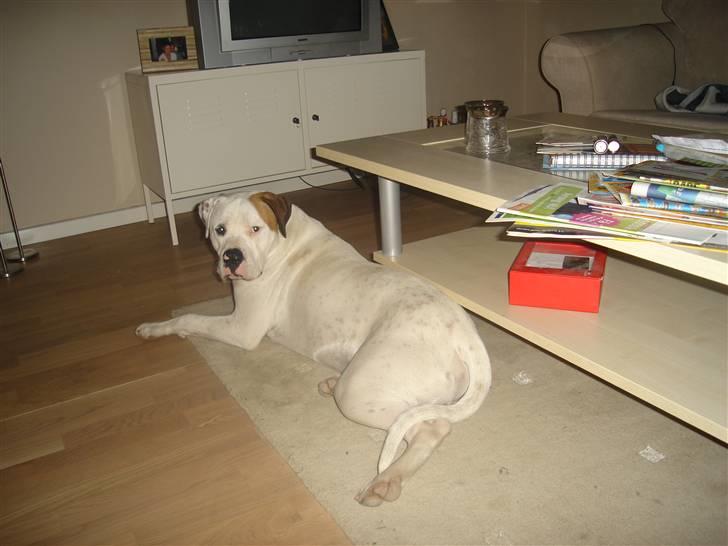 Amerikansk bulldog Joey - Hvis jeg strækker mig helt ud, er jeg længere end sofabordet. billede 16