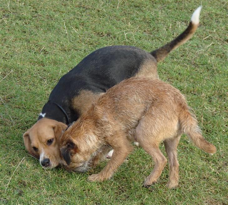 Beagle luna billede 19