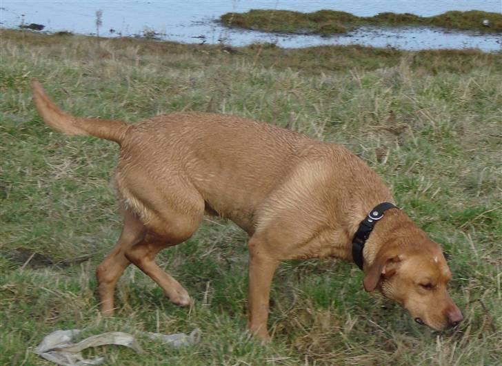 Blanding af racer cosmo R.I.P. billede 5