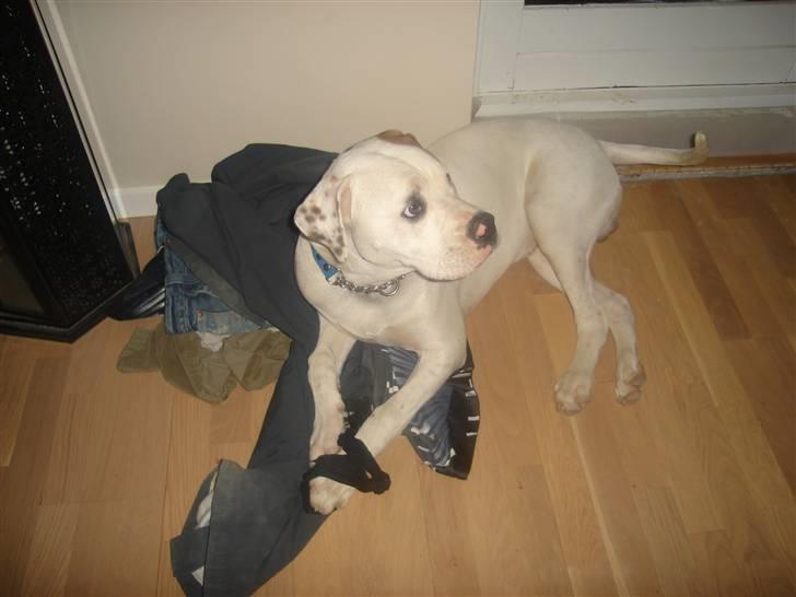 Amerikansk bulldog Joey - Hov, der blev jeg opdaget i at lægge på tæjet. billede 17