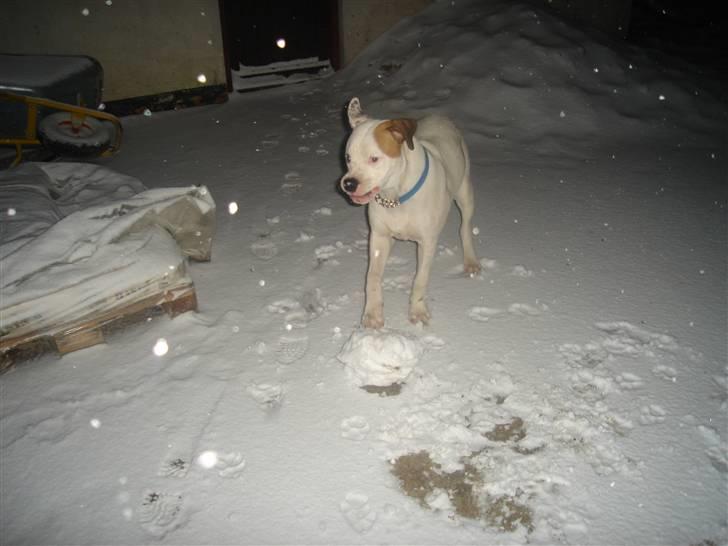 Amerikansk bulldog Joey - Jubiiii, første gang jeg ser sne. (taget mens han hopper lidt underligt) billede 18