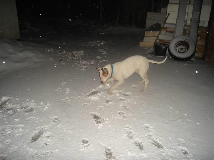 Amerikansk bulldog Joey - det er skide skæg, at spise sneen. billede 19