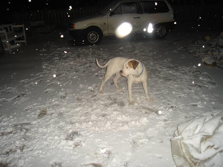 Amerikansk bulldog Joey - dejligt! billede 20