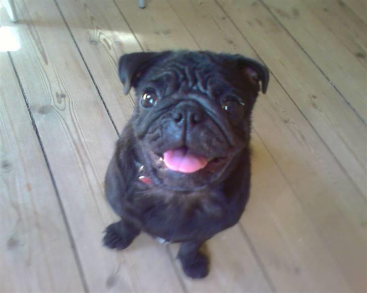 Mops Chili billede 1