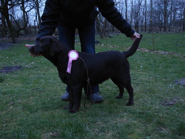 Labrador retriever Cocio billede 8