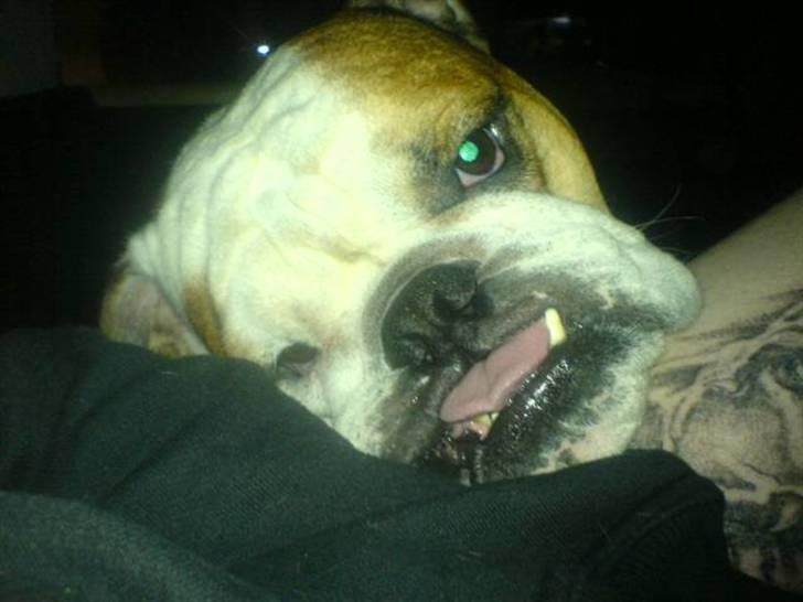 Engelsk bulldog Mojo *RIP* billede 1