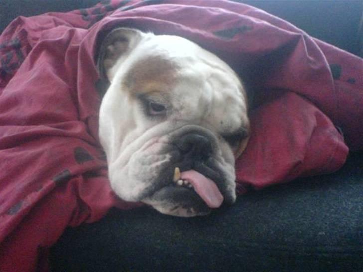 Engelsk bulldog Mojo *RIP* billede 2