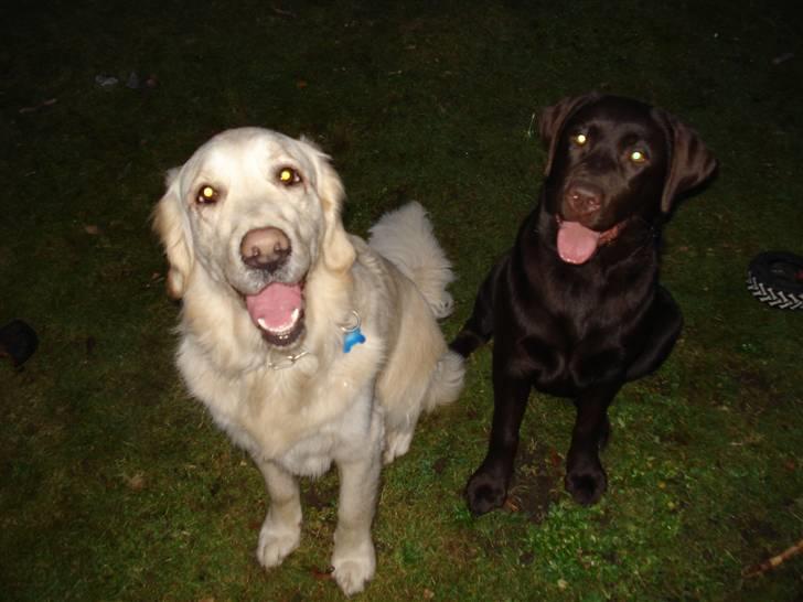Labrador retriever Cocio - Lige et lille billede af mig og min storbror :) billede 9