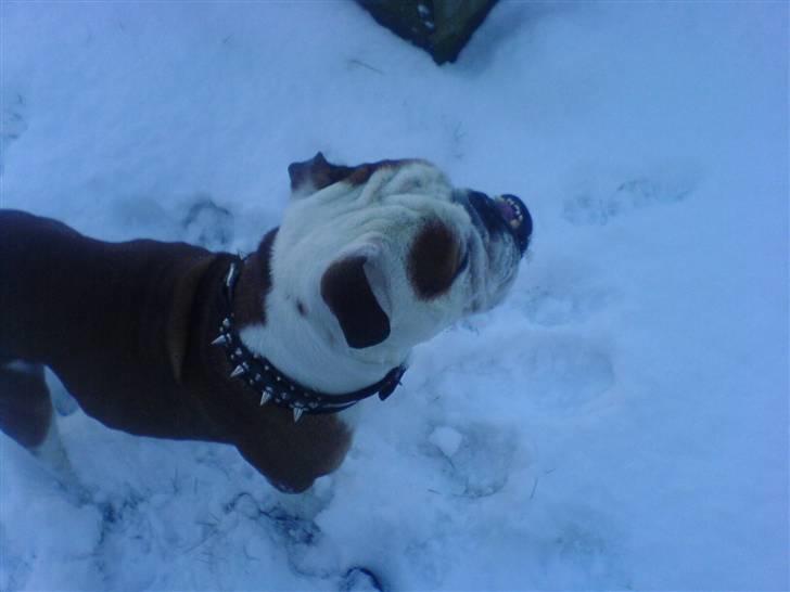 Engelsk bulldog Mojo *RIP* - Mojo elsker sne! billede 3