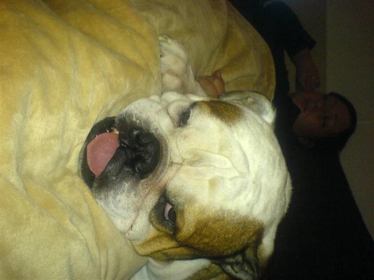 Engelsk bulldog Mojo *RIP* billede 4
