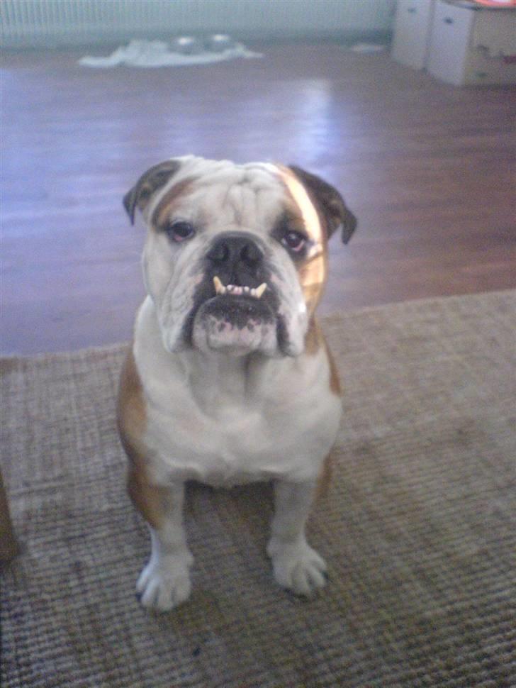 Engelsk bulldog Mojo *RIP* billede 5