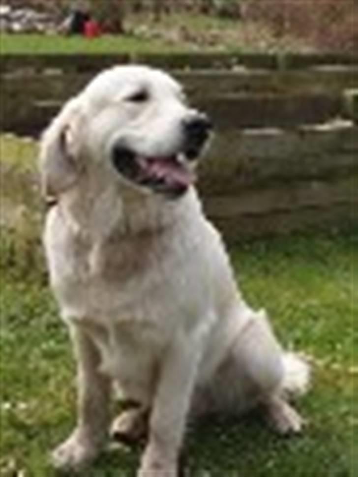 Golden retriever Oskar billede 1