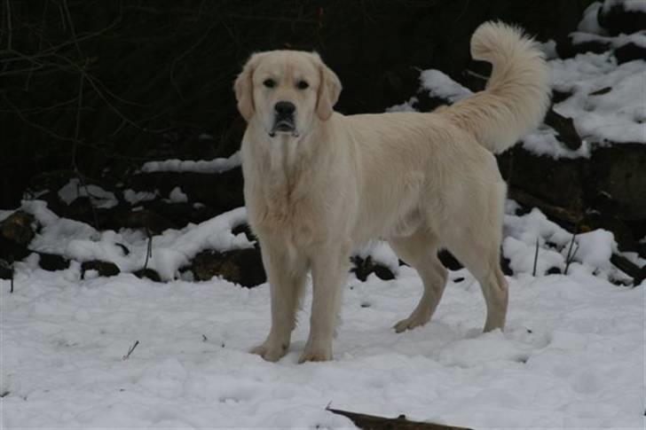 Golden retriever Oskar billede 2