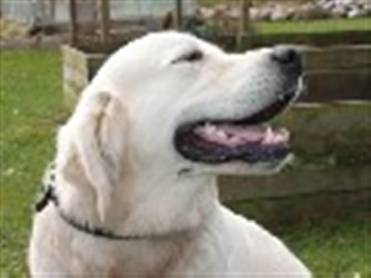 Golden retriever Oskar billede 3