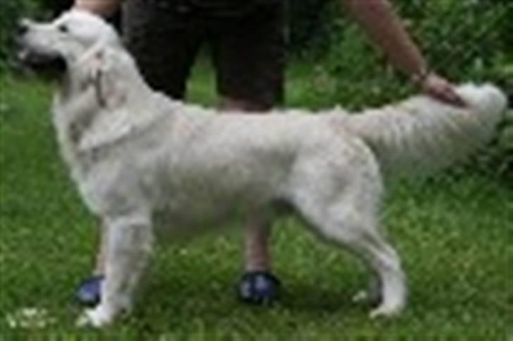 Golden retriever Oskar billede 4