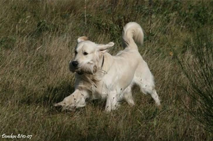 Golden retriever Oskar billede 5