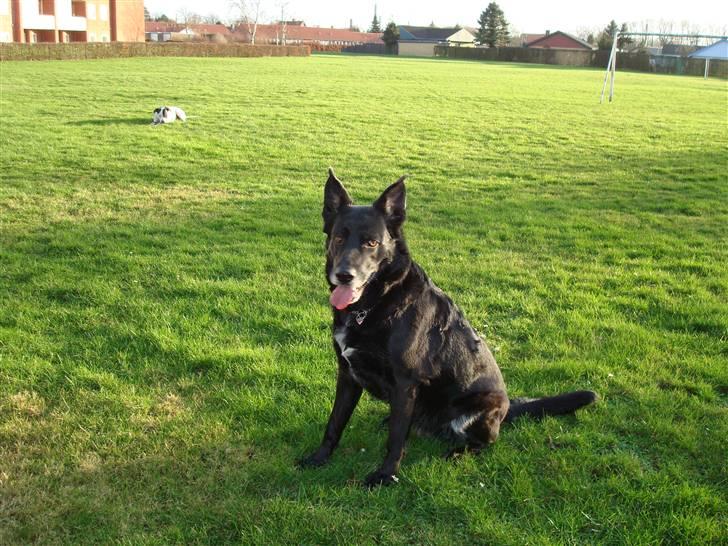 Blanding af racer Tøsen billede 17