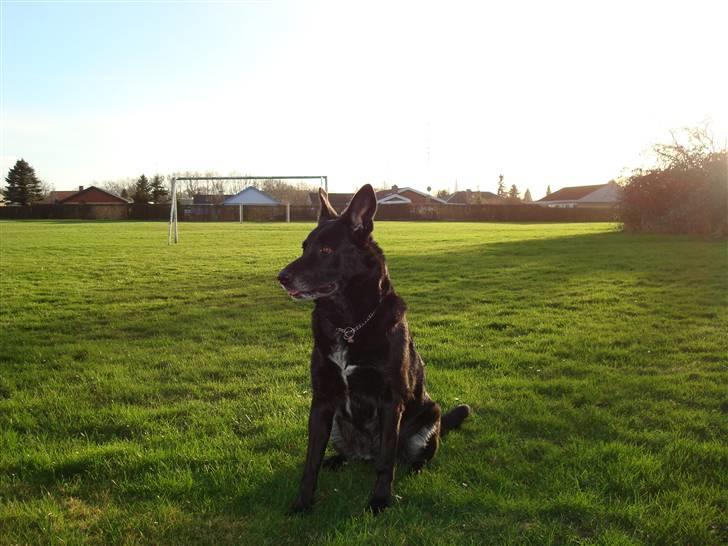 Blanding af racer Tøsen billede 18