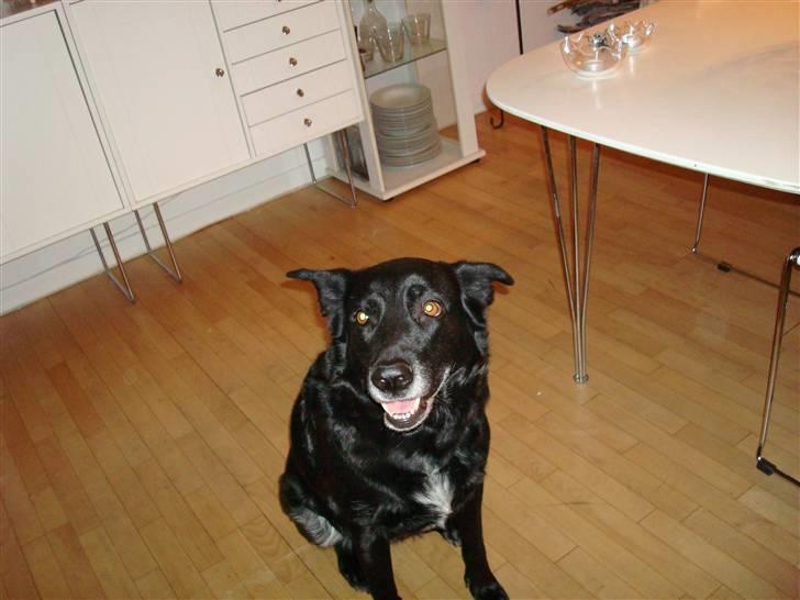 Blanding af racer Tøsen billede 19