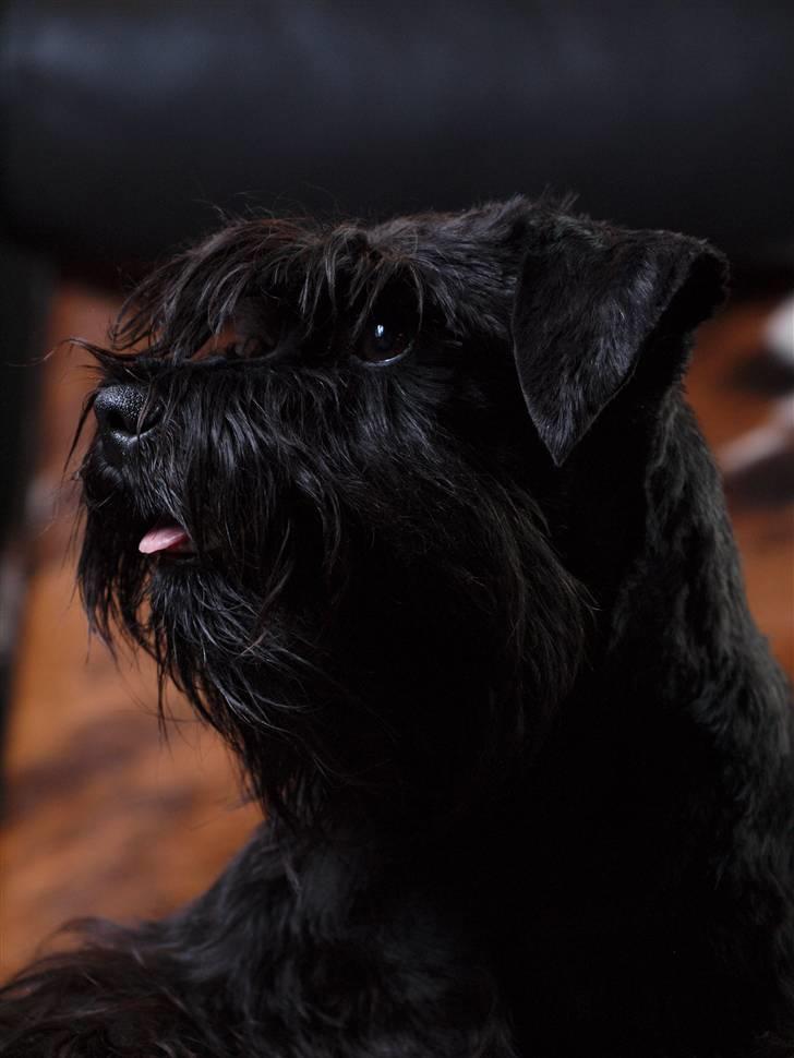 Dvaergschnauzer Sváva's Elenna - Tazhia - Halløjsa - jeg er så Tazhia også kndt som motormusen og/eller LILLEEEEE :-D billede 1