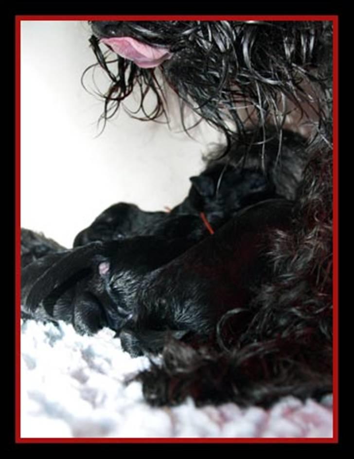 Dvaergschnauzer Sváva's Elenna - Tazhia - igen alle 5 plus theas skæg og tunge lige efter fødslen billede 7